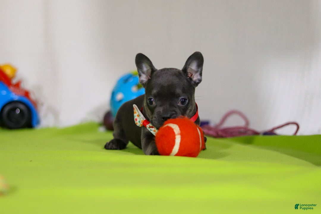 Mixed Breed dogs for sale: Sarah - Ad 2