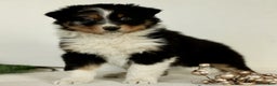 Australian Shepherd dogs for sale: George  - Ad 1