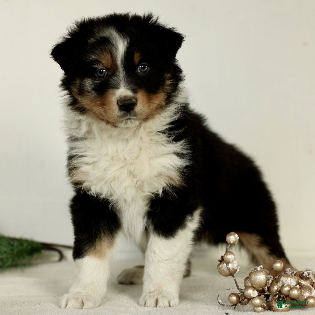 Australian Shepherd dogs for sale: George  - Ad 1