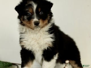 Australian Shepherd dogs George - Ad 26
