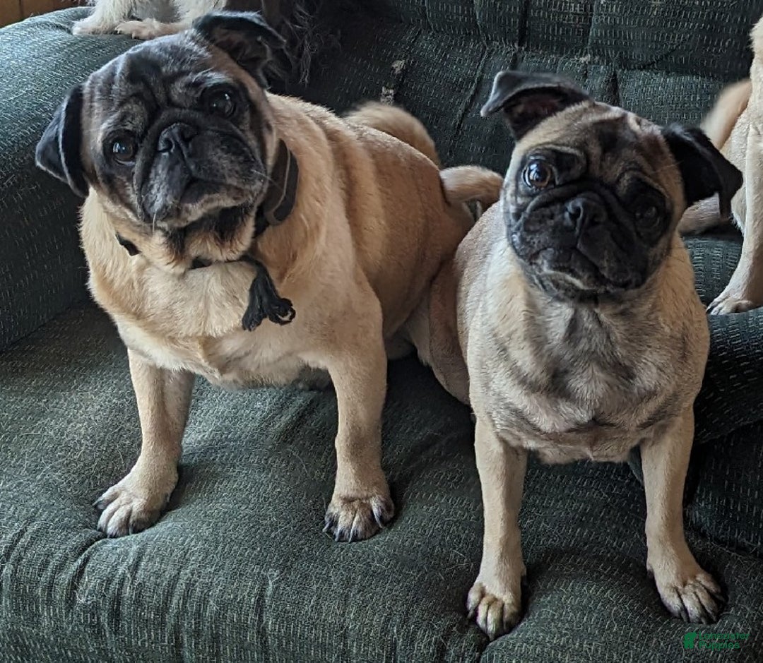 Pug dogs for sale: Beau - Ad 5