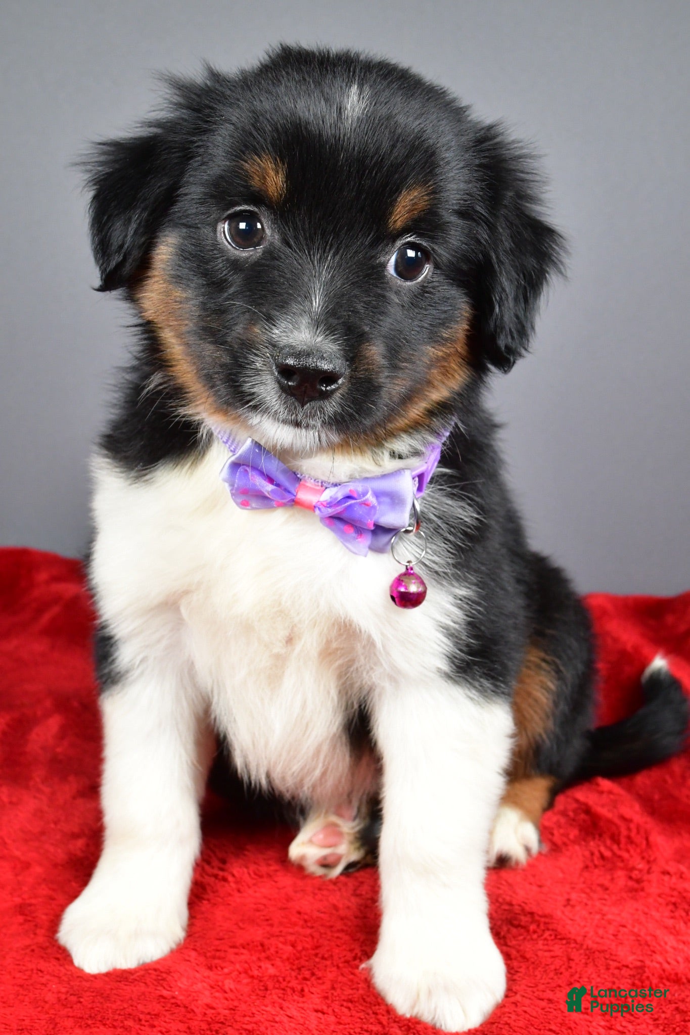 Miniature Australian Shepherd dogs Zeta - Ad 1