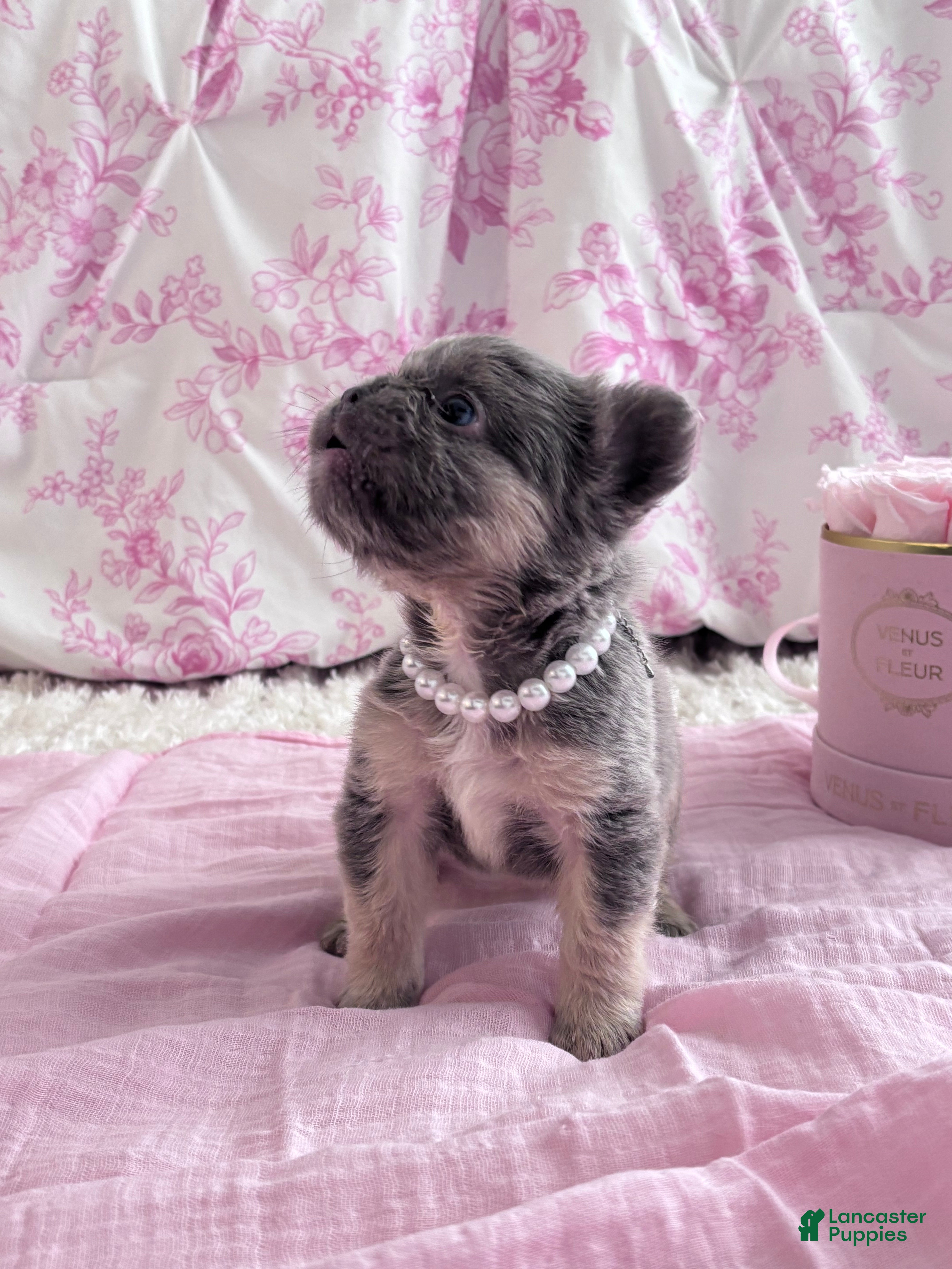 French Bulldog dogs Fergie - Ad 15