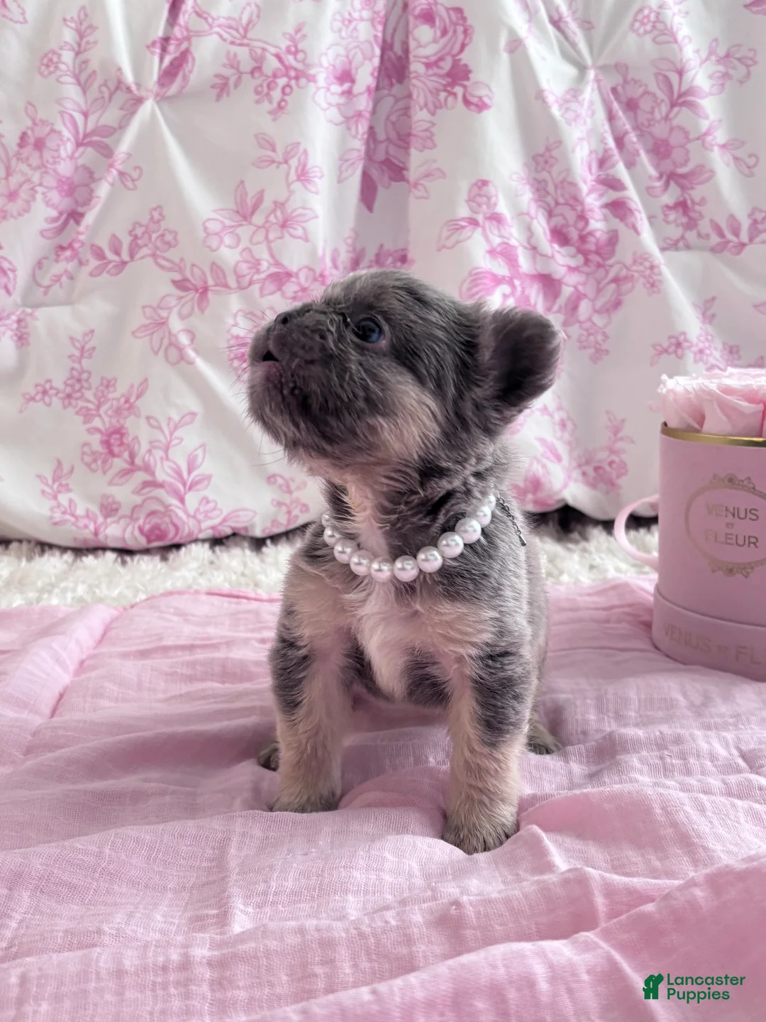 French Bulldog dogs for sale: Fergie - Ad 1