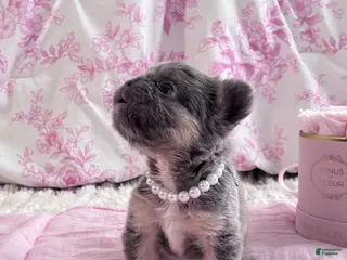 French Bulldog dogs Fergie - Ad 15