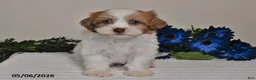 Shihpoo dogs for sale: Rhett - Ad 3