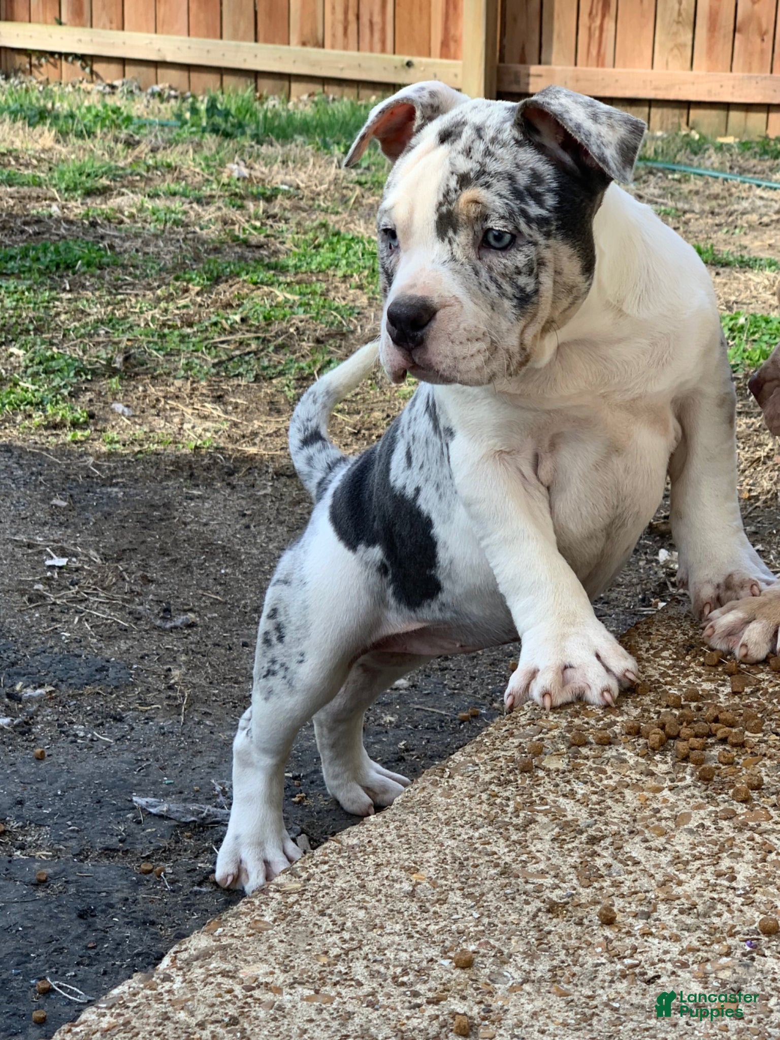 American Bully dogs Snow White - Ad 5