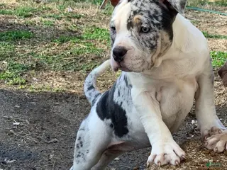 American Bully dogs Snow White - Ad 5