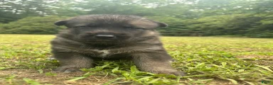 Gerberian Shepsky 4