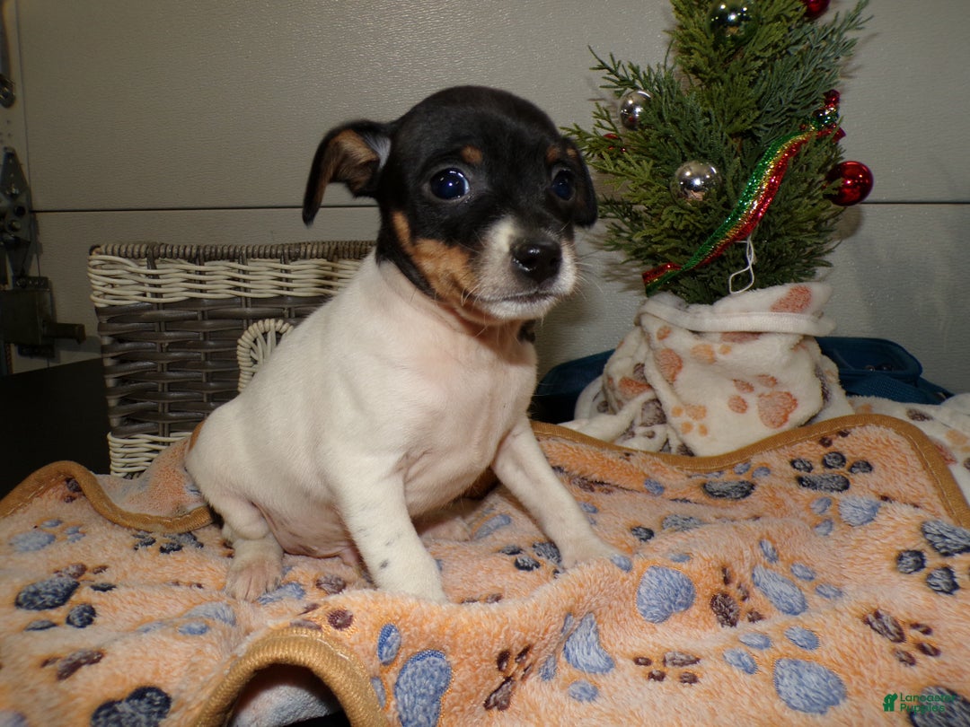Rat Terrier dogs for sale: Rat Terrier Puppy 1 Rudy - Ad 1