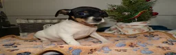 Rat Terrier dogs for sale: Rat Terrier Puppy 1 Rudy - Ad 1