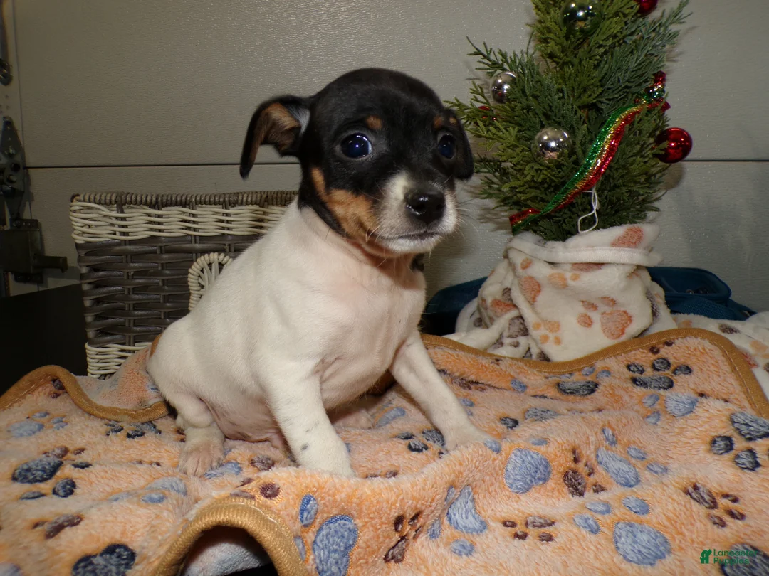 Rat Terrier dogs for sale: Rat Terrier Puppy 1 Rudy - Ad 1