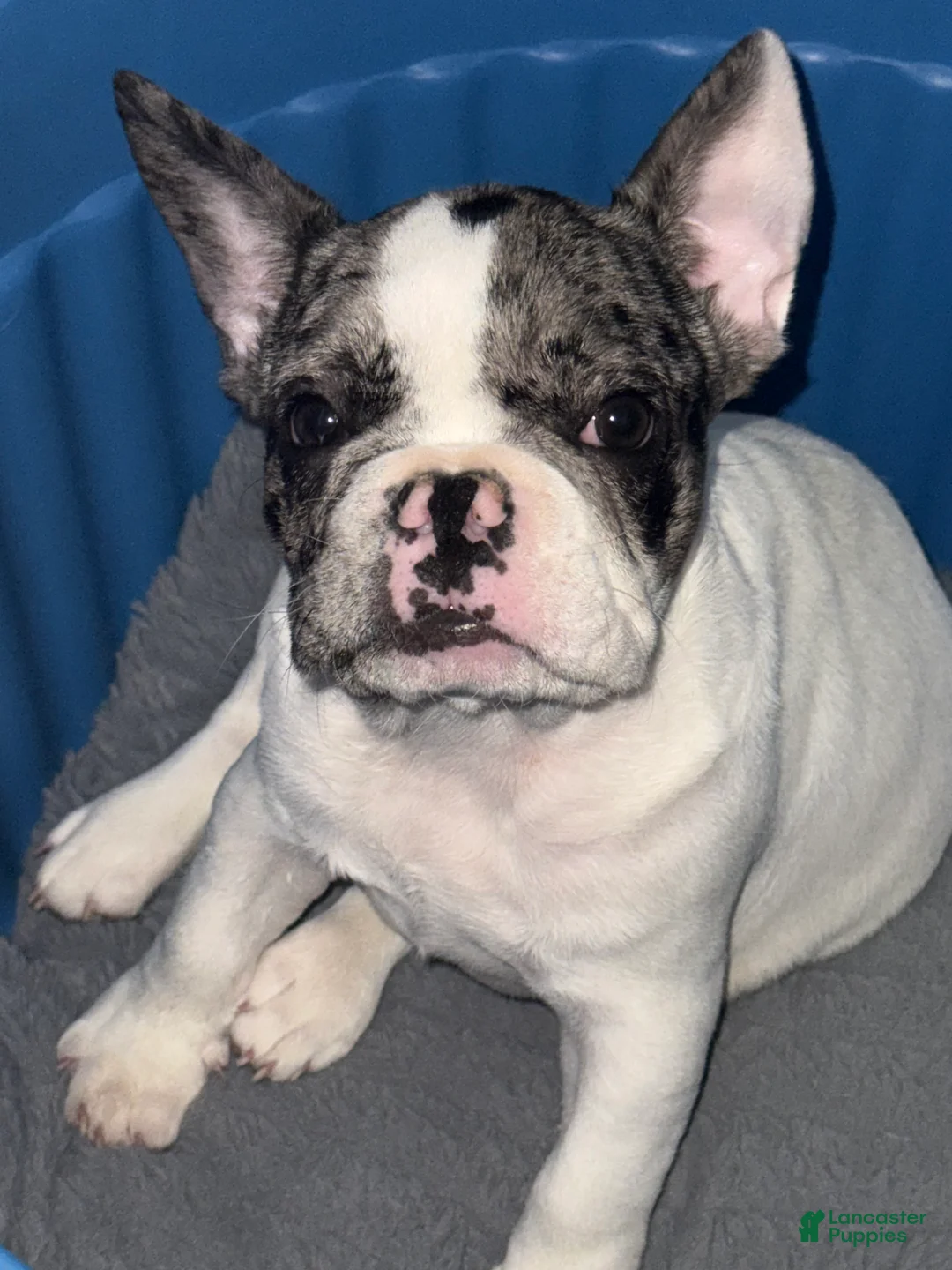 French Bulldog dogs for sale: Merle Frenchie - Ad 3