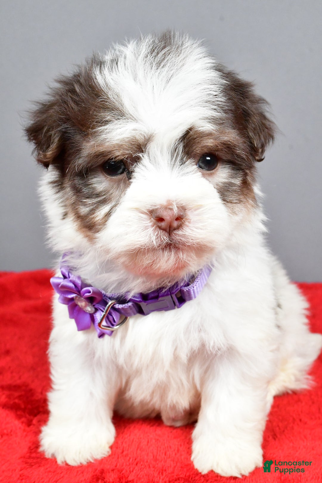 Havanese dogs for sale: Callie - Ad 6
