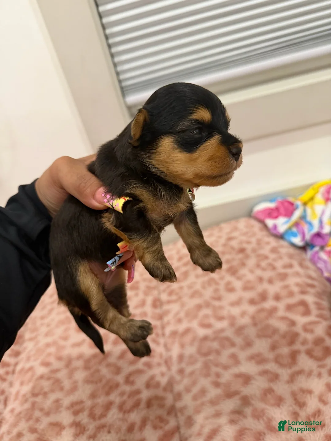 Yorkshire Terrier dogs for sale: Puupy1 Female  - Ad 2
