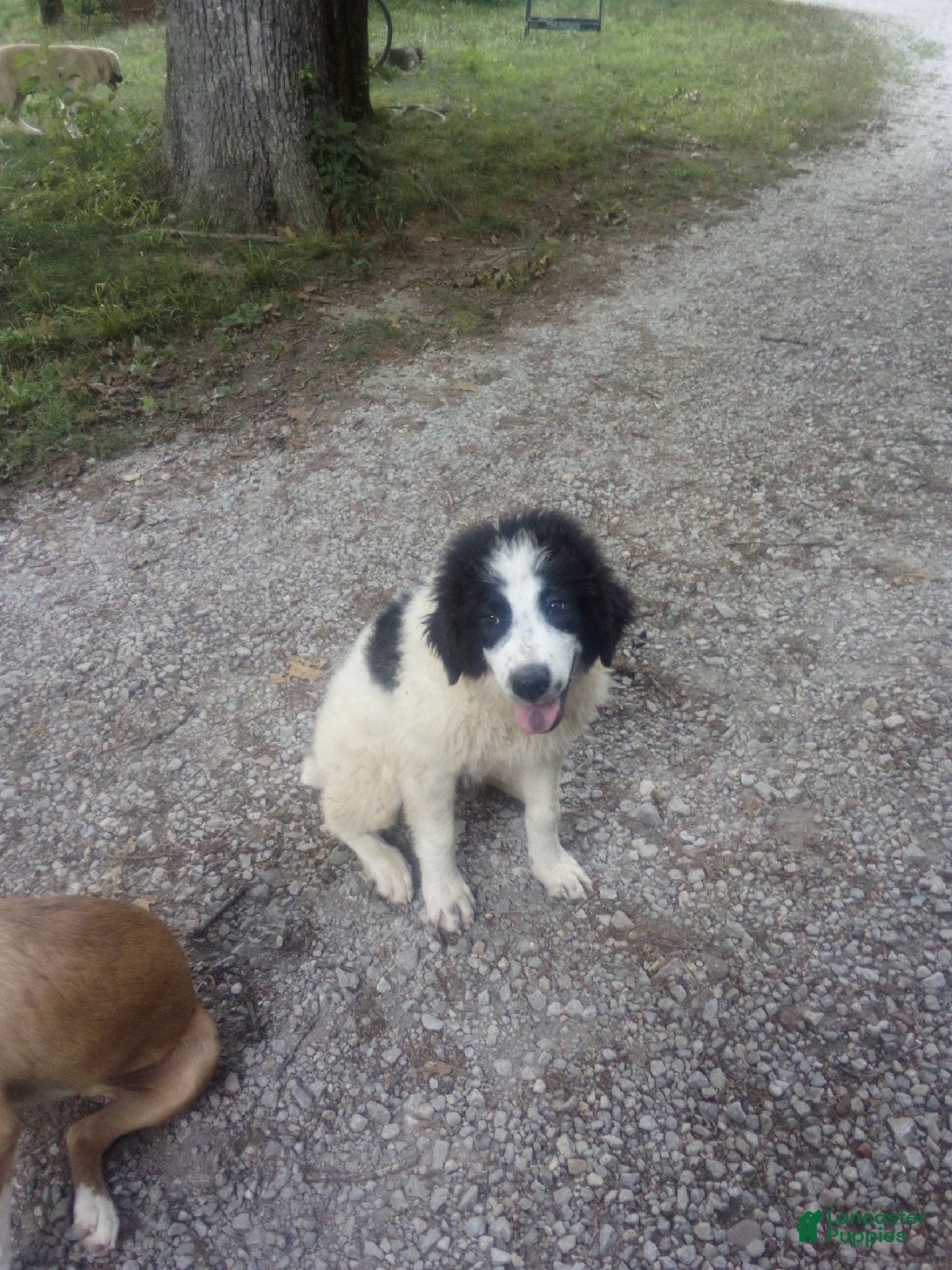 Mixed Breed dogs Spot - Ad 25