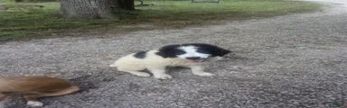 Spot