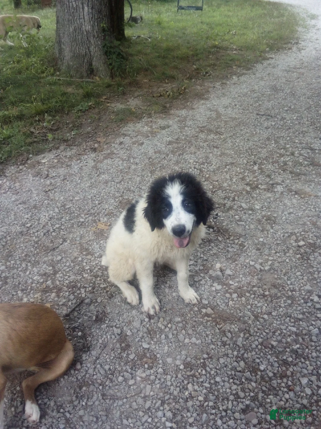 Mixed Breed dogs for sale: Spot - Ad 1