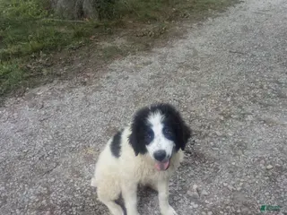 Mixed Breed dogs Spot - Ad 25