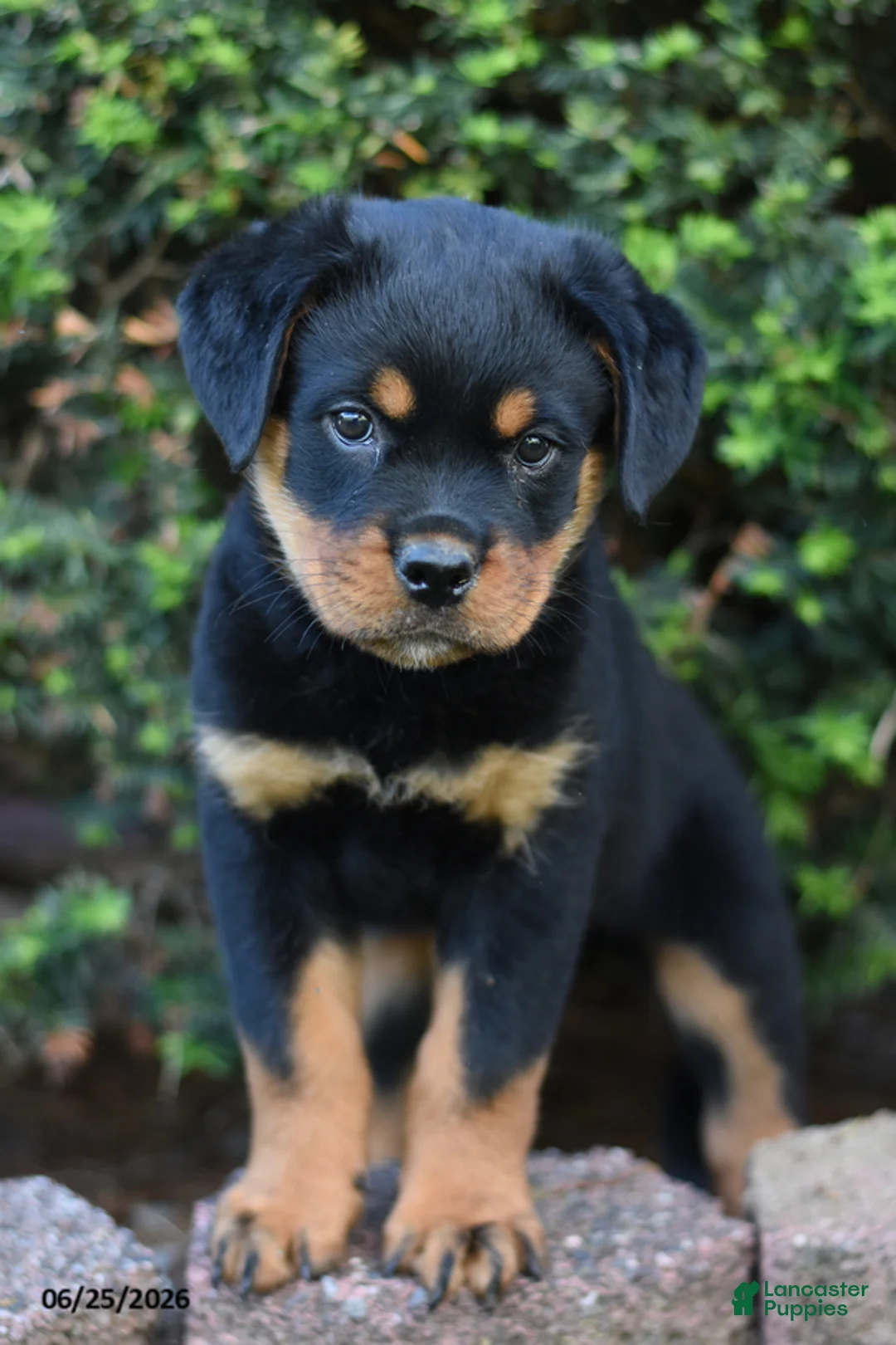 Rottweiler dogs for sale: Lamber - Ad 2