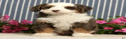 Mini Bernedoodle dogs for sale: Jarrett - Ad 6