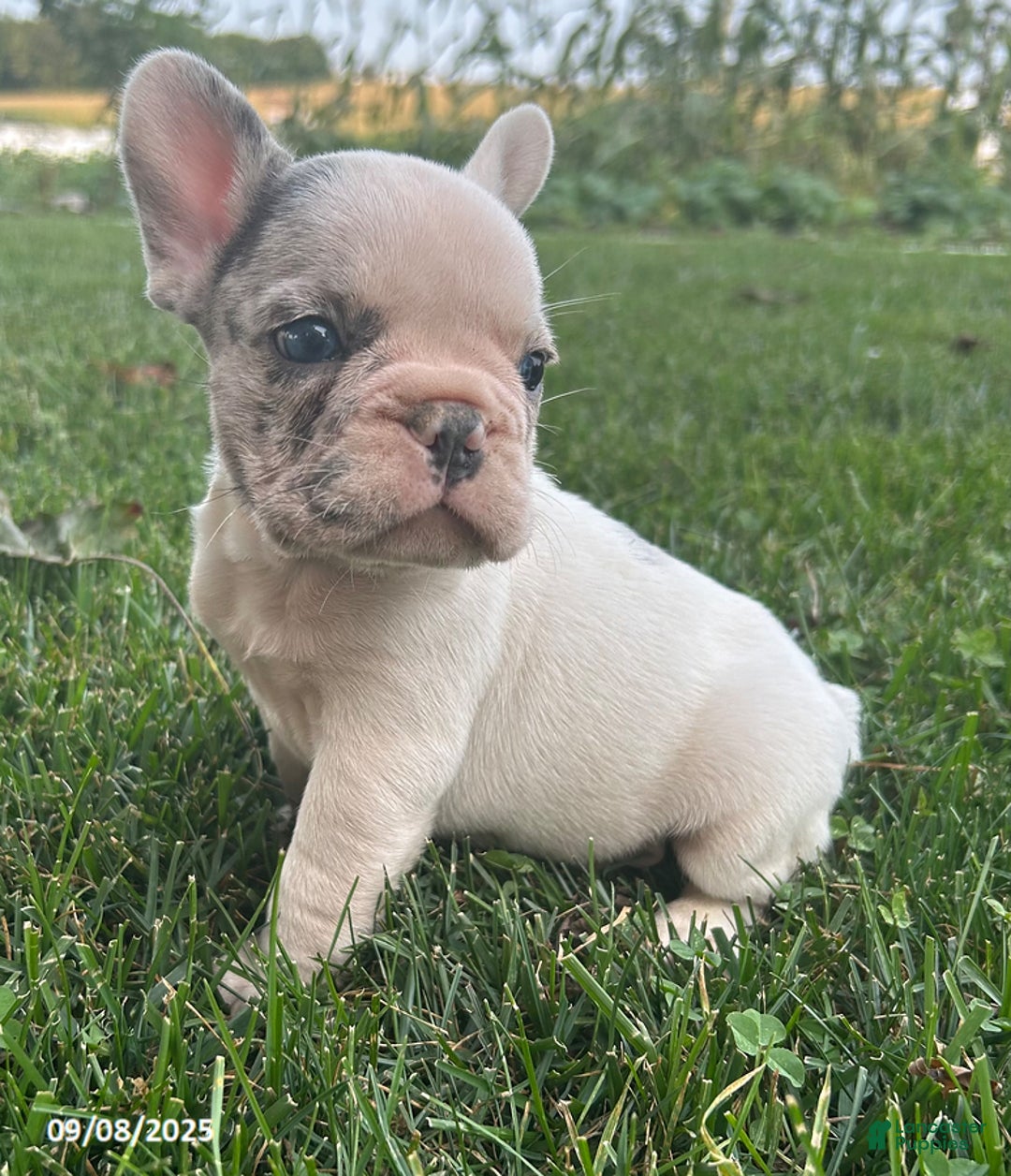 French Bulldog dogs for sale: Smokey - Ad 17