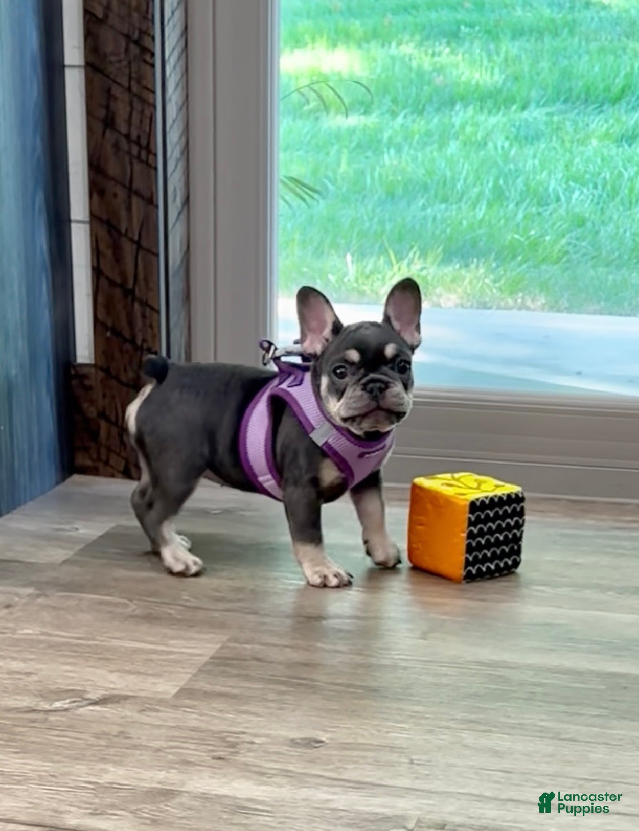 French Bulldog dogs Ember - Ad 2
