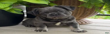 Otis