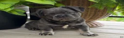French Bulldog dogs for sale: Otis - Ad 1