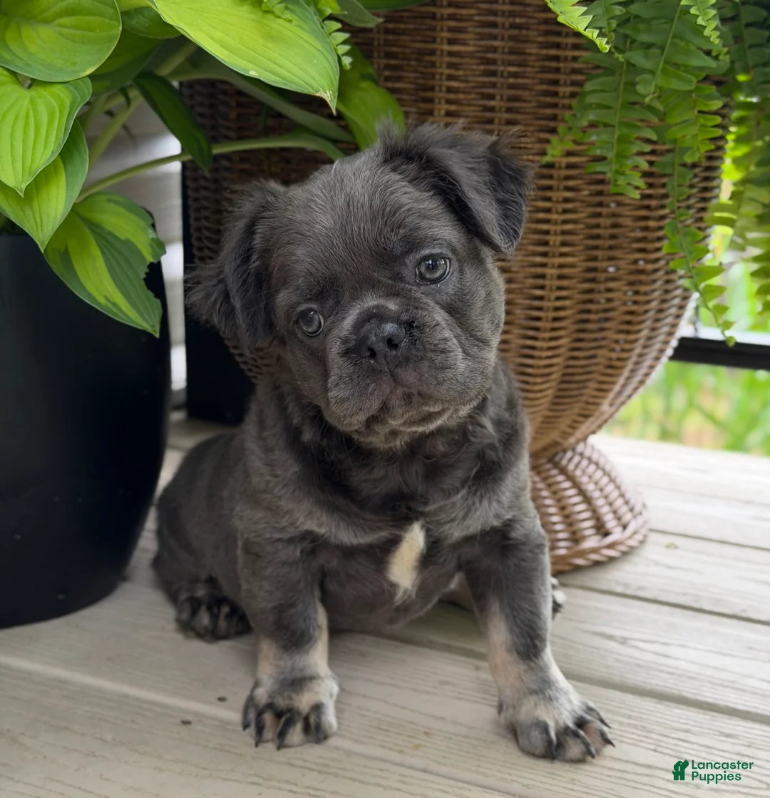 French Bulldog dogs for sale: Otis - Ad 1