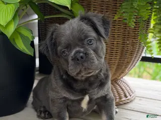 French Bulldog dogs for sale: Otis - Ad 4