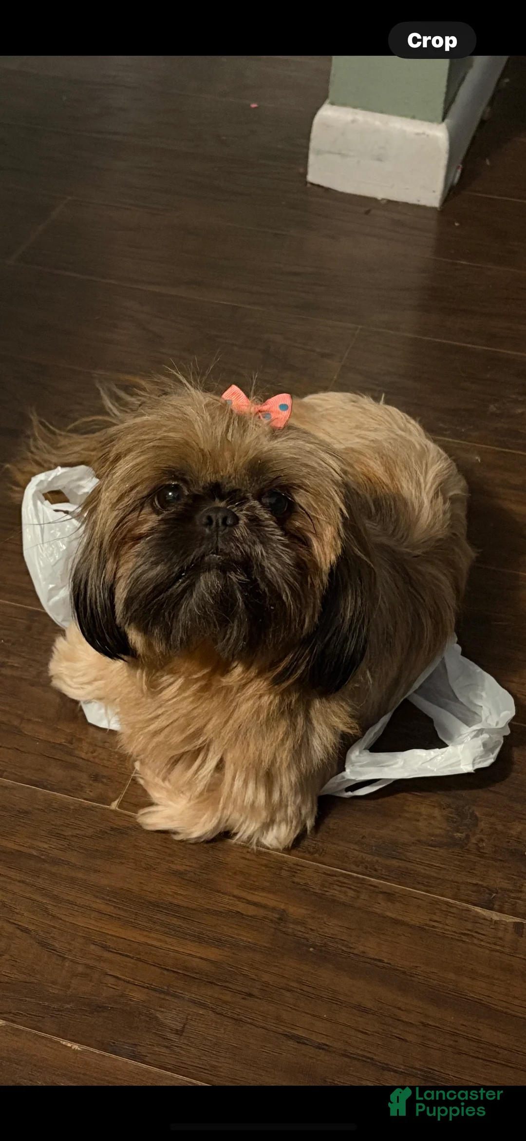 Shih Tzu dogs for sale: Scuttle - Ad 7