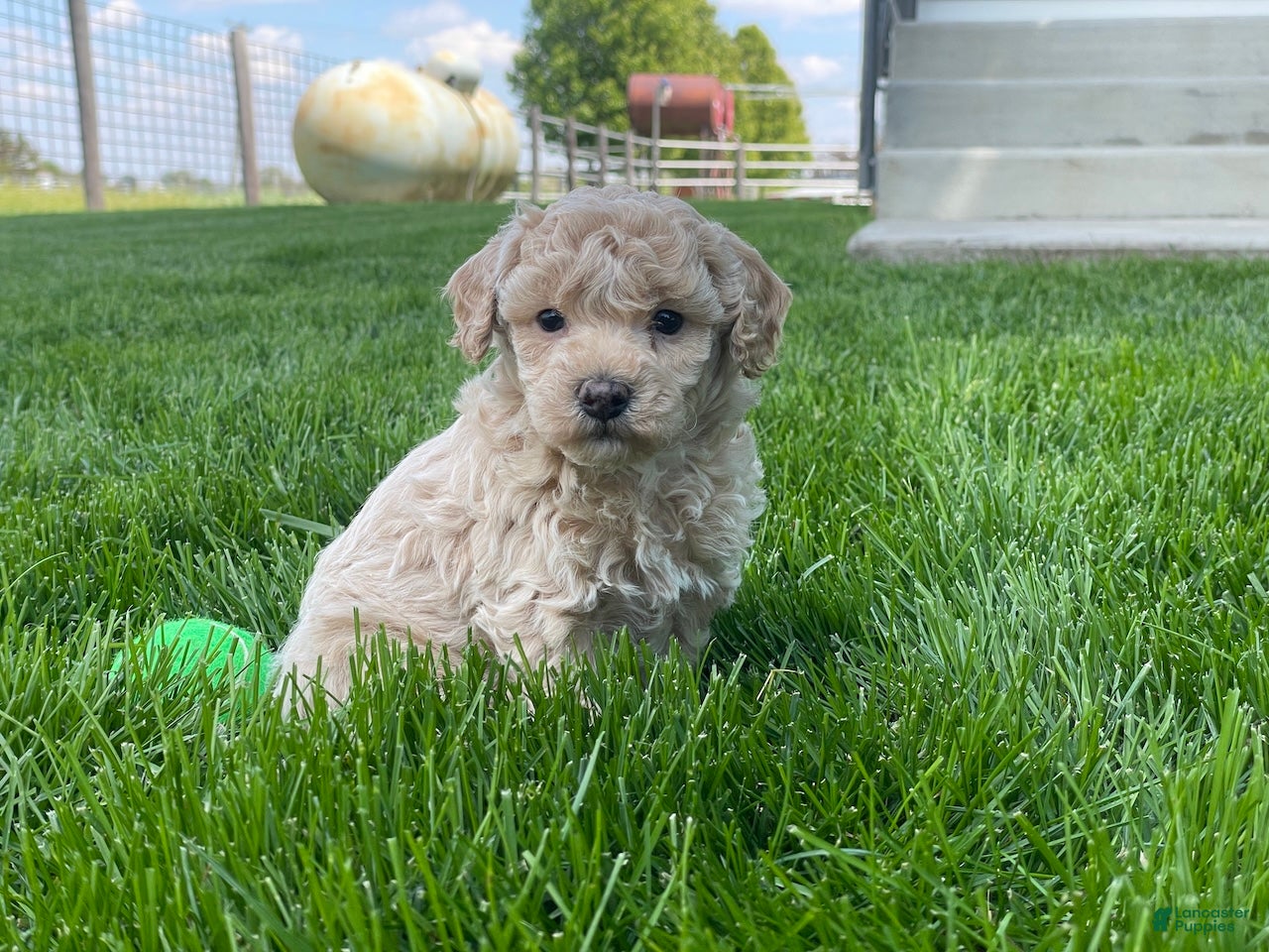 Miniature Poodle dogs Amos Miniature Poodle Puppy  - Ad 1
