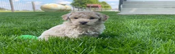 Miniature Poodle dogs for sale: Amos Miniature Poodle Puppy  - Ad 1