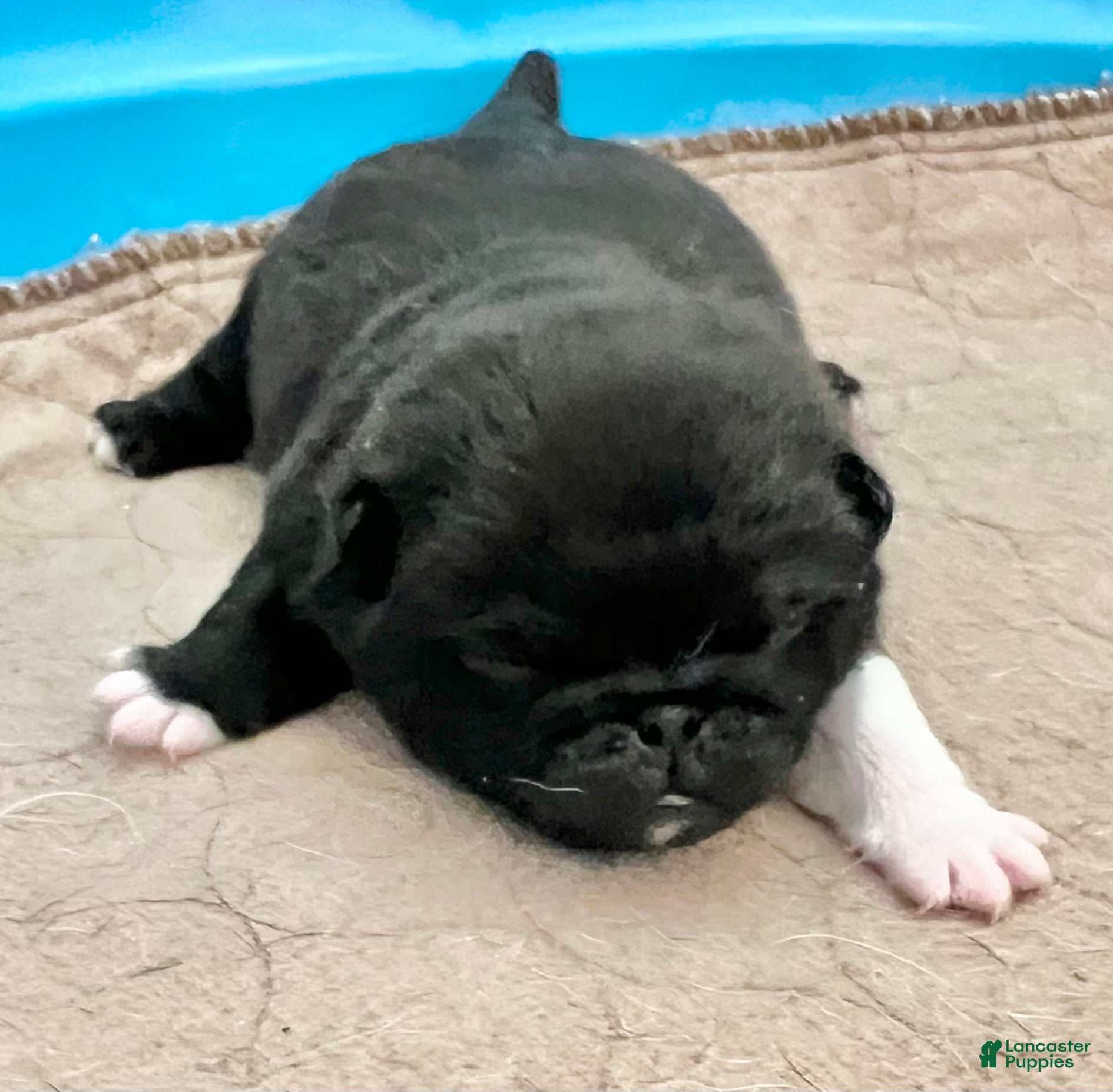 Pug dogs Black with white male  - Ad 3