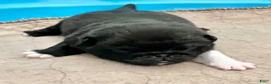 Black with white male 
