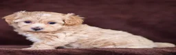 Maltipoo dogs for sale: Stella Maltipoo Puppy  - Ad 4