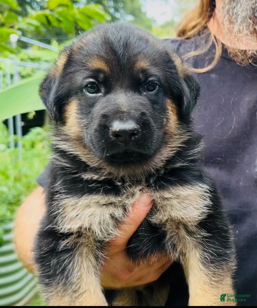 German Shepherd dogs German Shepherd 2 - Ad 33