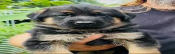 German Shepherd dogs for sale: German Shepherd 2 - Ad 1