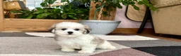 Mixed Breed dogs for sale: Lhasa/Maltese female 2 - Ad 8