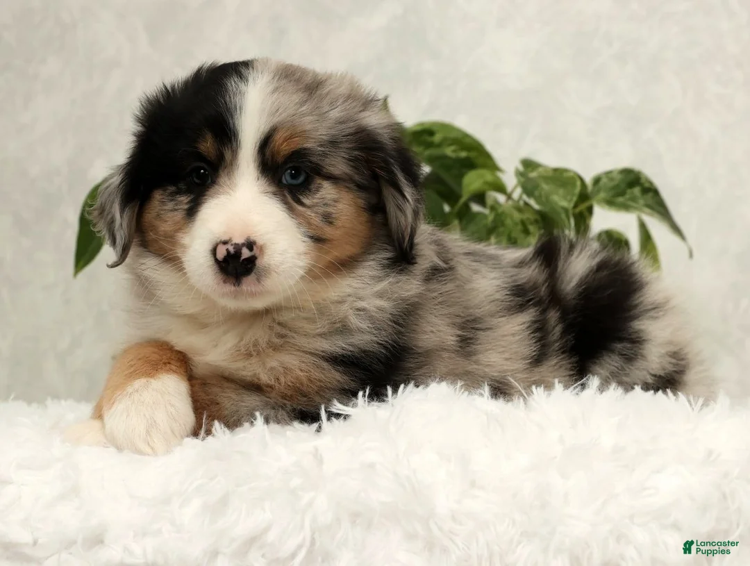 Miniature Australian Shepherd dogs for sale: Stormy - Ad 8