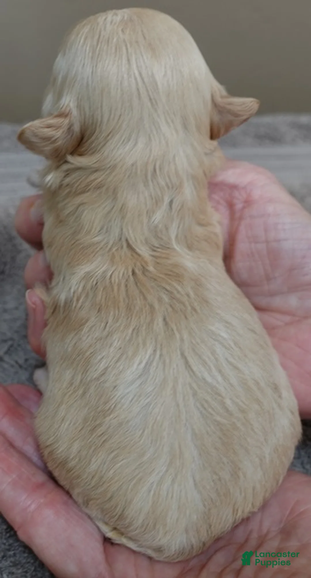 Maltipoo dogs for sale: Myles - Ad 8