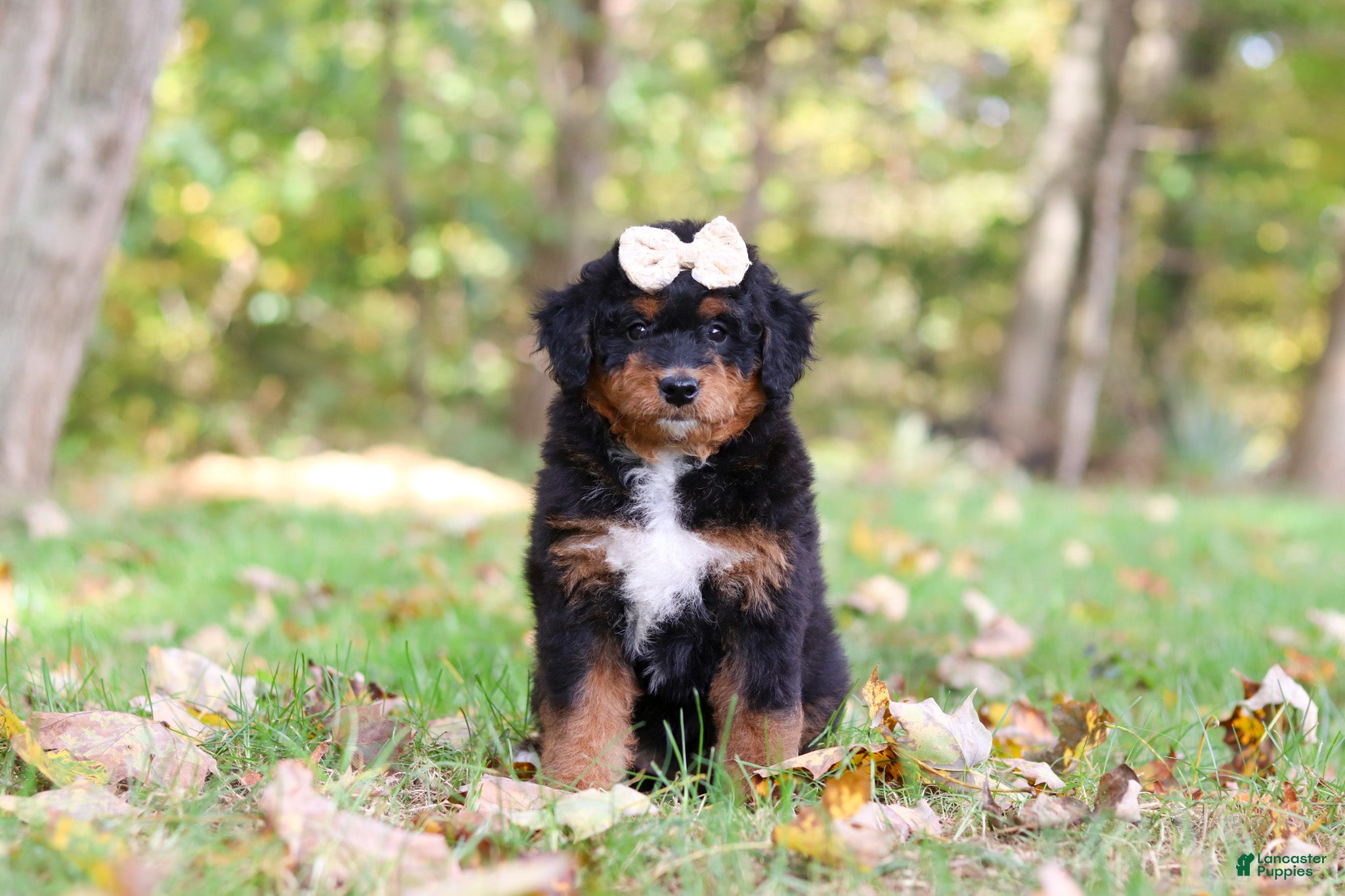 Mini Bernedoodle dogs Dolly - Ad 1