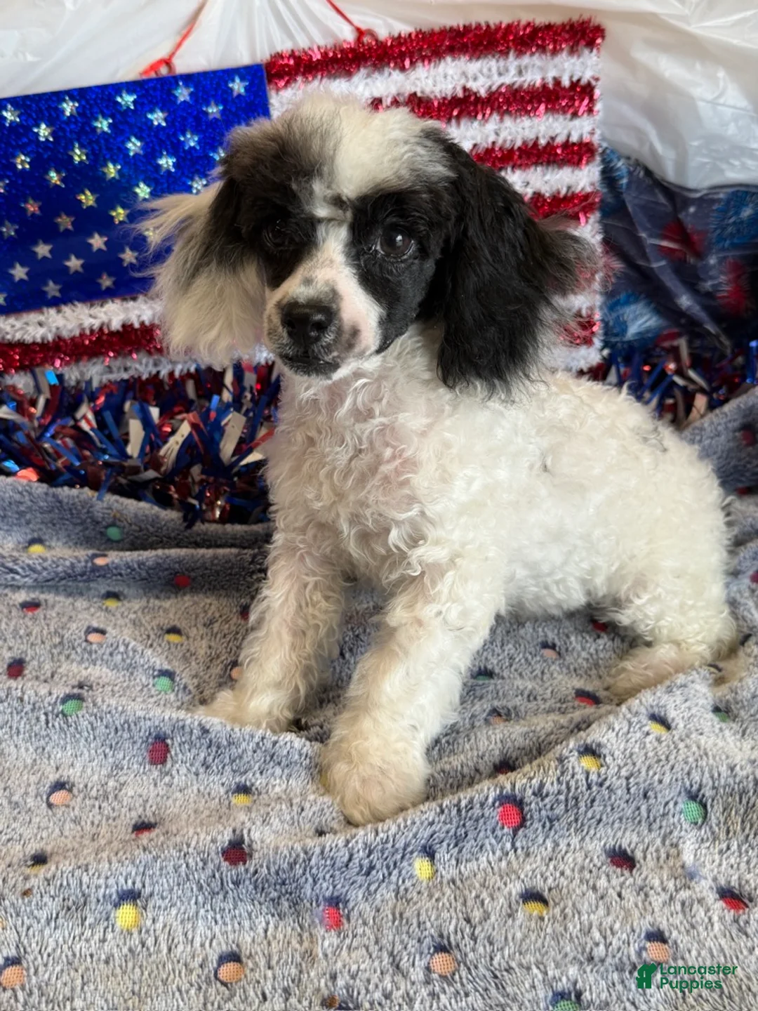 Toy Poodle dogs for sale: Bandit - Ad 2