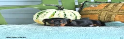 Miniature Dachshund dogs for sale: Jax - Ad 4