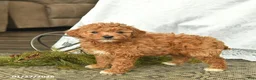 Miniature Poodle dogs for sale: Callie  - Ad 2