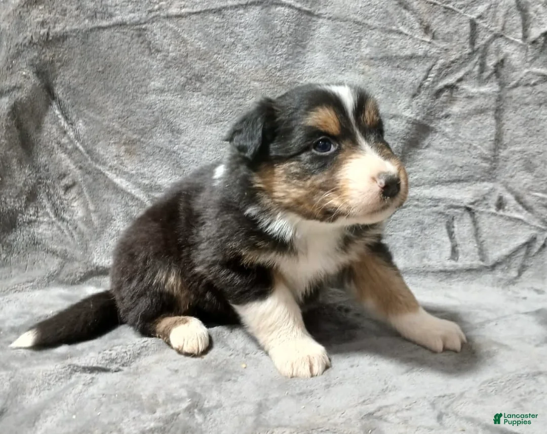 Australian Shepherd dogs for sale: Belle - Ad 5