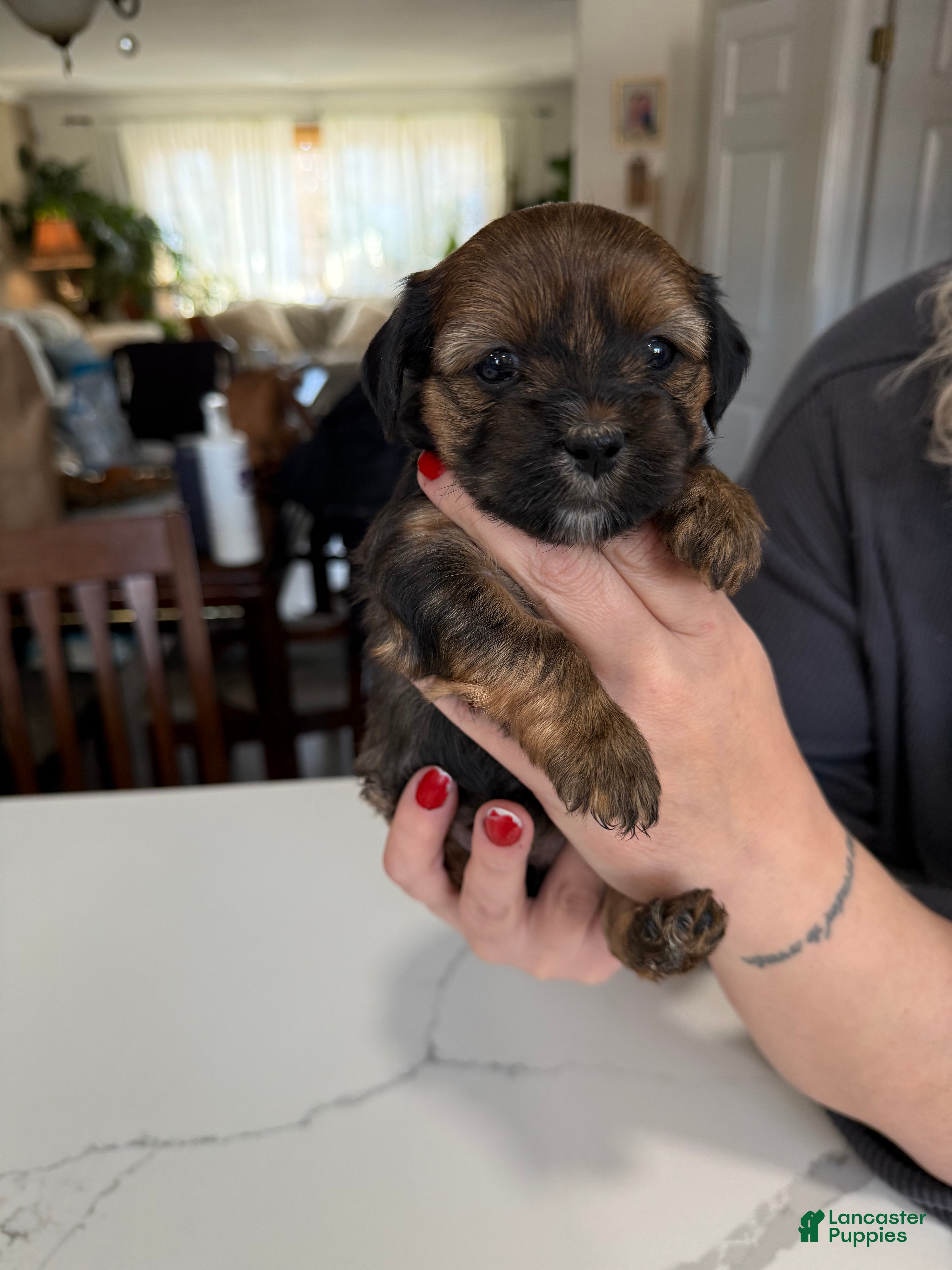 Shorkie dogs Shorkie Puppy 3 Bruna - Ad 18