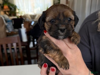 Shorkie dogs Shorkie Puppy 3 Bruna - Ad 18