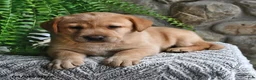 Labrador Retriever dogs for sale: Caramel - Ad 4